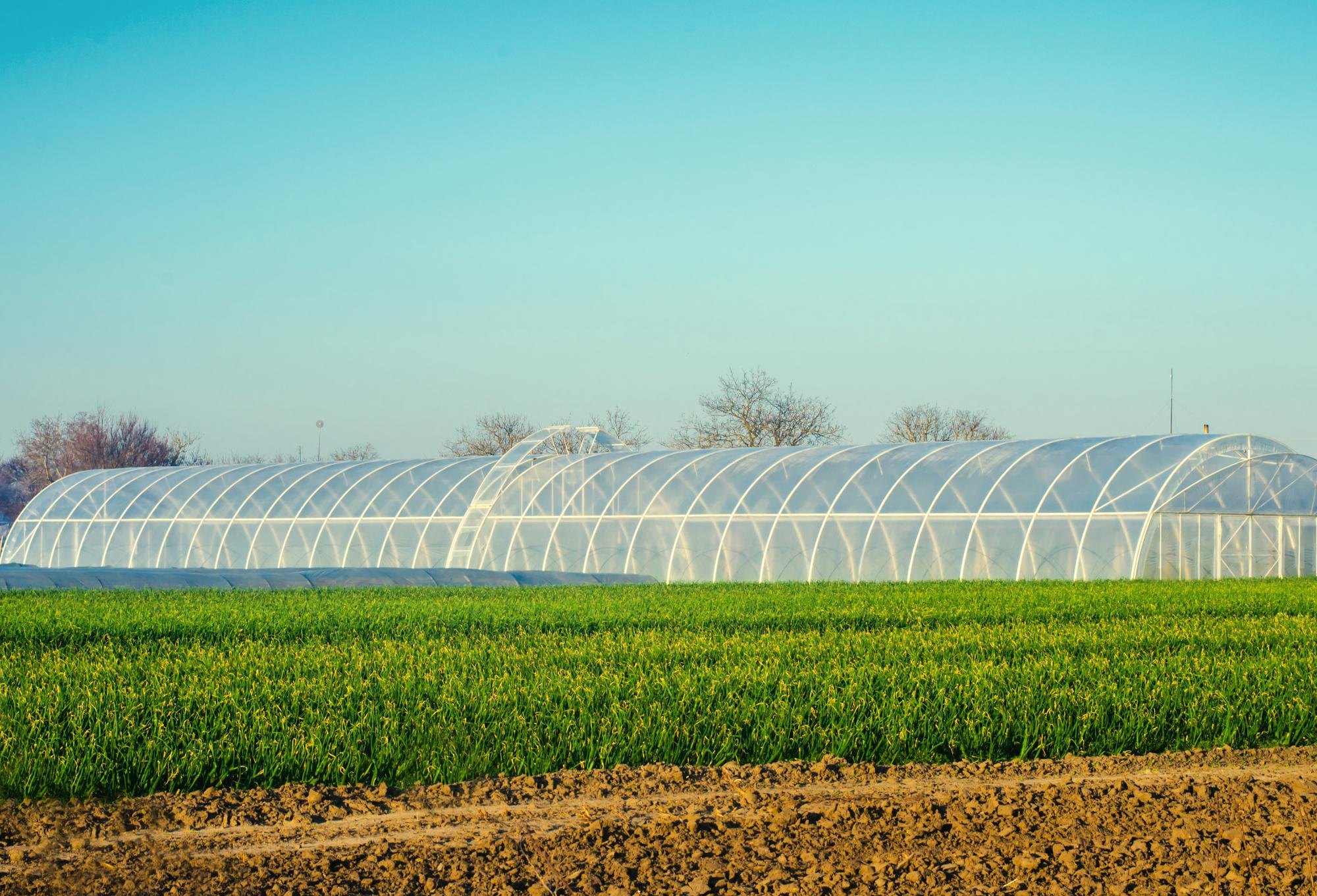 Commercial polyhouse structures across a cultivated field