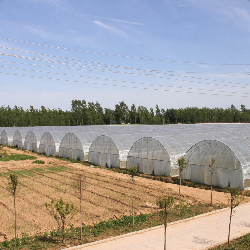 Large-scale KBS polyhouse installation