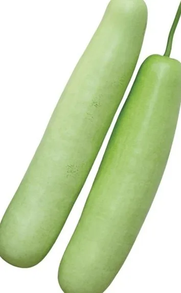 Bottle Gourd crop grown from KBS seed
