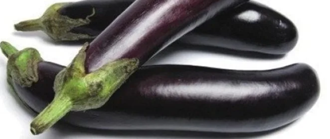 Brinjal crop grown from KBS seed