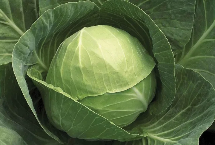 Cabbage grown from KBS hybrid seed