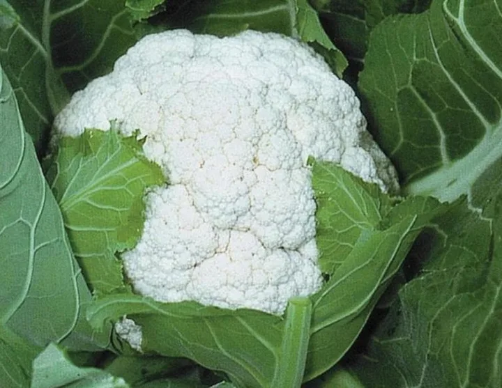 Cauliflower crop grown from KBS seed
