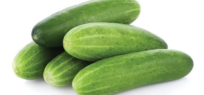 Cucumber crop grown from KBS seed