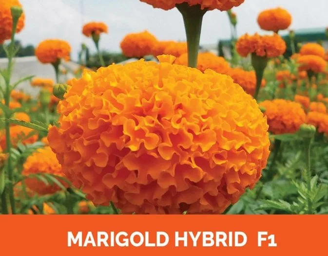 Marigold grown from KBS hybrid seed