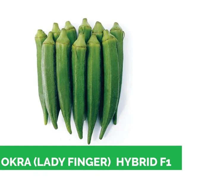 Green okra variety KOH-720