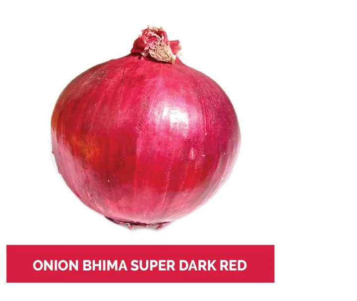 Dark red onion variety Bhima Super