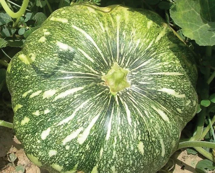Pumpkin grown from KBS hybrid seed
