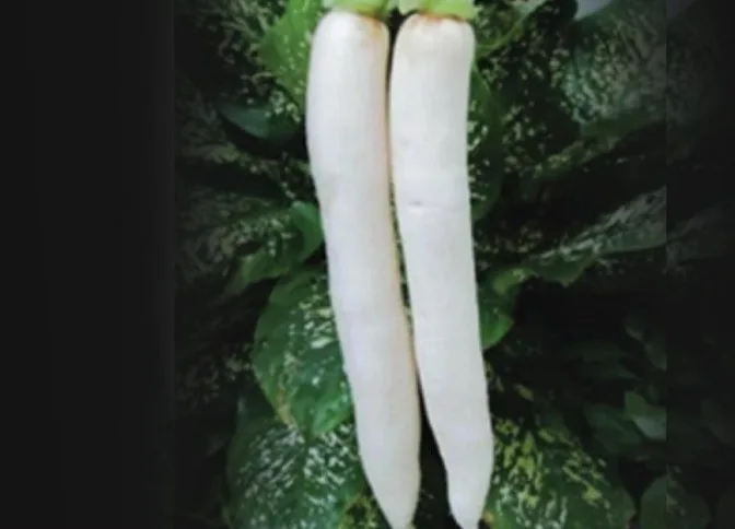 Radish grown from KBS hybrid seed