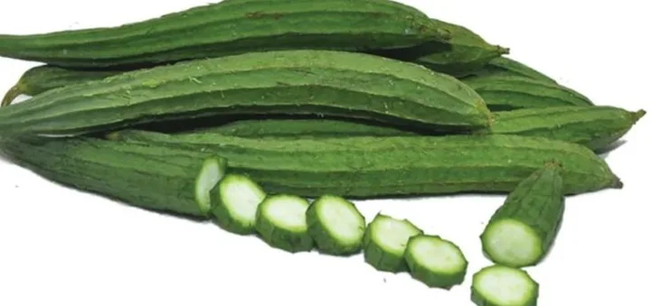 Ridge Gourd crop grown from KBS seed