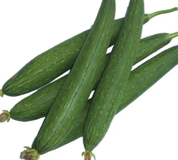 Sponge Gourd crop grown from KBS seed